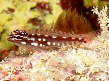 Red and Whitespotted Dwarfgoby - Eviota prasites