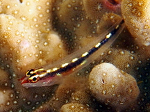 Striped Dwarfgoby - Eviota sebreei