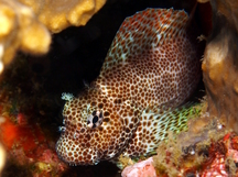 Leopard Blenny - Exallias brevis