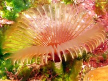 Split-Crown Feather Duster - Anamobaea orstedii