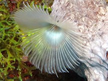 Split-Crown Feather Duster - Anamobaea orstedii