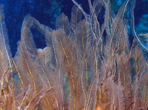 Feather Hydroid - Gymnangium allmani