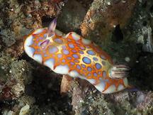 Harlequin Blue Doris - Felimida clenchi