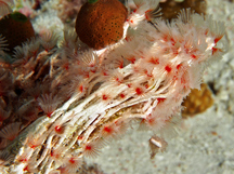 Delicate Tube Worm - Filogranella elatensis