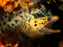 Fimbriated Moray Eel - Gymnothorax fimbriatus