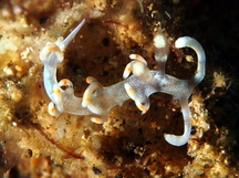 Bicolor Flabellina - Samla bicolor