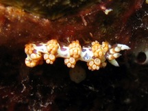 Flabellina engeli - Flabellina engeli