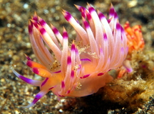 Redline Flabellina - Coryphellina rubrolineata