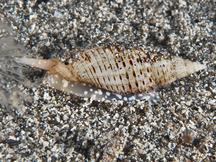 Flecked Mitre - Domiporta granatina