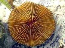 Fungia concinna - Fungia concinna