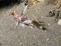 Blotched Sandgoby - Fusigobius inframaculatus