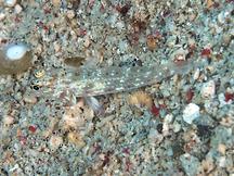 Blacktip Sandgoby - Fusigobius melacron