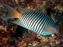 Black-Spot Angelfish - Genicanthus melanospilos
