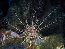 Giant Basketstar Star - Astrophyton muricatum