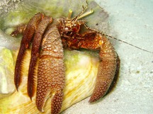 Giant Hermit Crab - Petrochirus diogenes