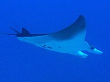 Giant Manta Ray - Manta birostris