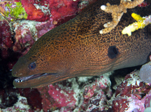 Giant Moray Eel - Gymnothorax javanicus