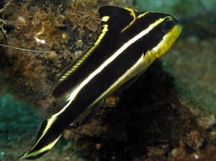 Giant Sweetlips - Plectorhinchus albovittatus