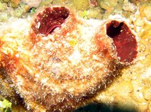 Giant Tunicate - Polycarpa spongiabilis