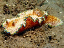 Girdled Glossodoris - Glossodoris cincta