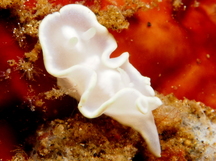 White Mantle Glossodoris - Glossodoris buko