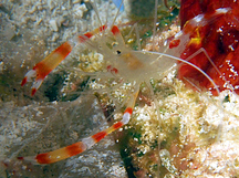 Golden Coral Shrimp - Stenopus scutellatus