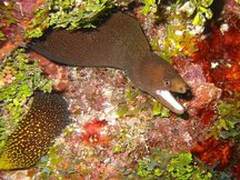 Goldentail Moray Eel - Gymnothorax miliaris