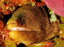 Goldentail Moray Eel - Gymnothorax miliaris