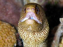 Goldentail Moray Eel - Gymnothorax miliaris