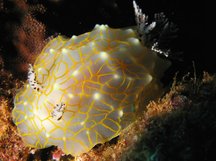 Gold-Lace Nudibranch - Halgerda terramtuentis