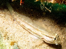 Goldspot Goby - Gnatholepis thompsoni