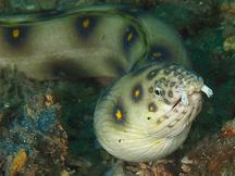 Goldspotted Eel - Myrichthys ocellatus