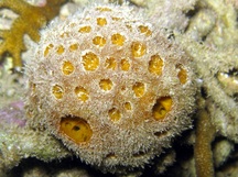 Golf Ball Sponge - Cinachyrella australiensis