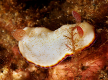 Precious Chromodoris - Goniobranchus preciosus