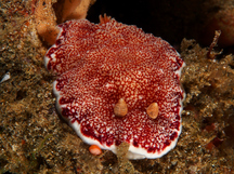 Reticulated Chromodoris - Goniobranchus reticulatus