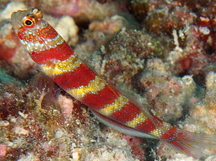 Gorgeous Shrimpgoby - Amblyeleotris wheeleri