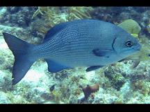 Gray Chub - Kyphosus bigibbus