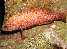 Graysby - Cephalopholis cruentata