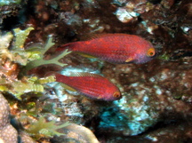 Greenblotch Parrotfish - Sparisoma atomarium