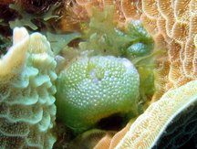 Caribbean Reefs - Brown Algae - Green Algae - Red Algae