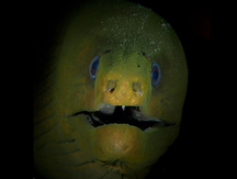 Green Moray Eel - Gymnothorax funebris