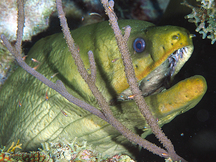 Green Moray Eel - Gymnothorax funebris