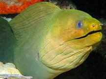 Green Moray Eel - Gymnothorax funebris