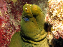 Green Moray Eel - Gymnothorax funebris