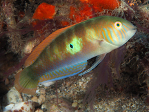 Green Razorfish - Xyrichtys splendens