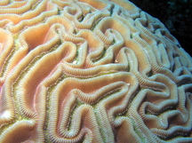 Grooved Brain Coral - Diploria labyrinthiformis