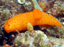 Unadorned Gymnodoris - Gymnodoris inornata