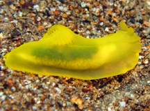 Gymnodoris subflava - Gymnodoris subflava