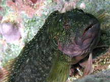 Hairy Blenny - Labrisomus nuchipinnis