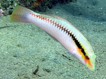 Zigzag Wrasse - Halichoeres scapularis